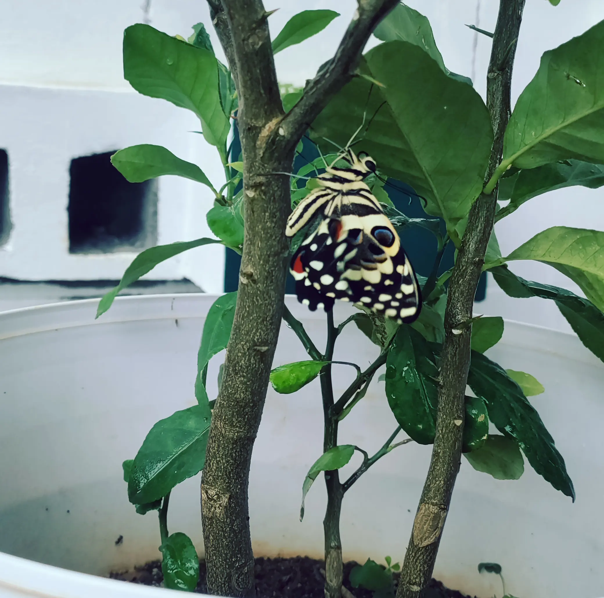 A butterfly hiding under my lemon tree from the storm
